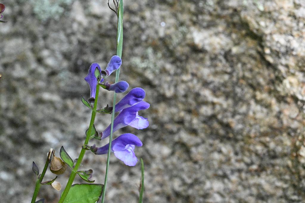 2025-08080063 Tower Hill Botanaic Garden, MA.JPG - Skullcap (Scutellaria). New England Botanic Garden at Tower Hill, MA, 8-8-2025